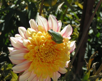 The Frog and The Dahlia Note Card