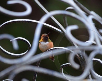 Hummingbird in gazebo.  All occasion, blank inside.