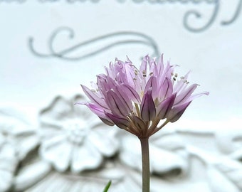 Chive blossom note card.  All occasion, blank inside.