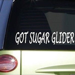 Got Sugar Glider *H977* 8&quot; Sticker Decal Cage Food House Flying Squirrel