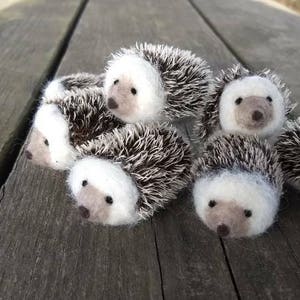 Mini Hedgehog image 1