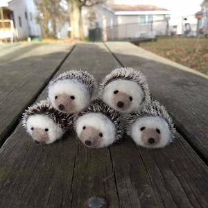 Mini Hedgehog image 2