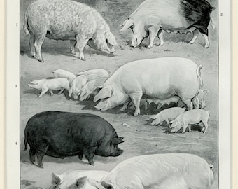Matted Antique Pig Print C. 1900 Swine Hogs Agriculture Farm Country Decor 11x14"