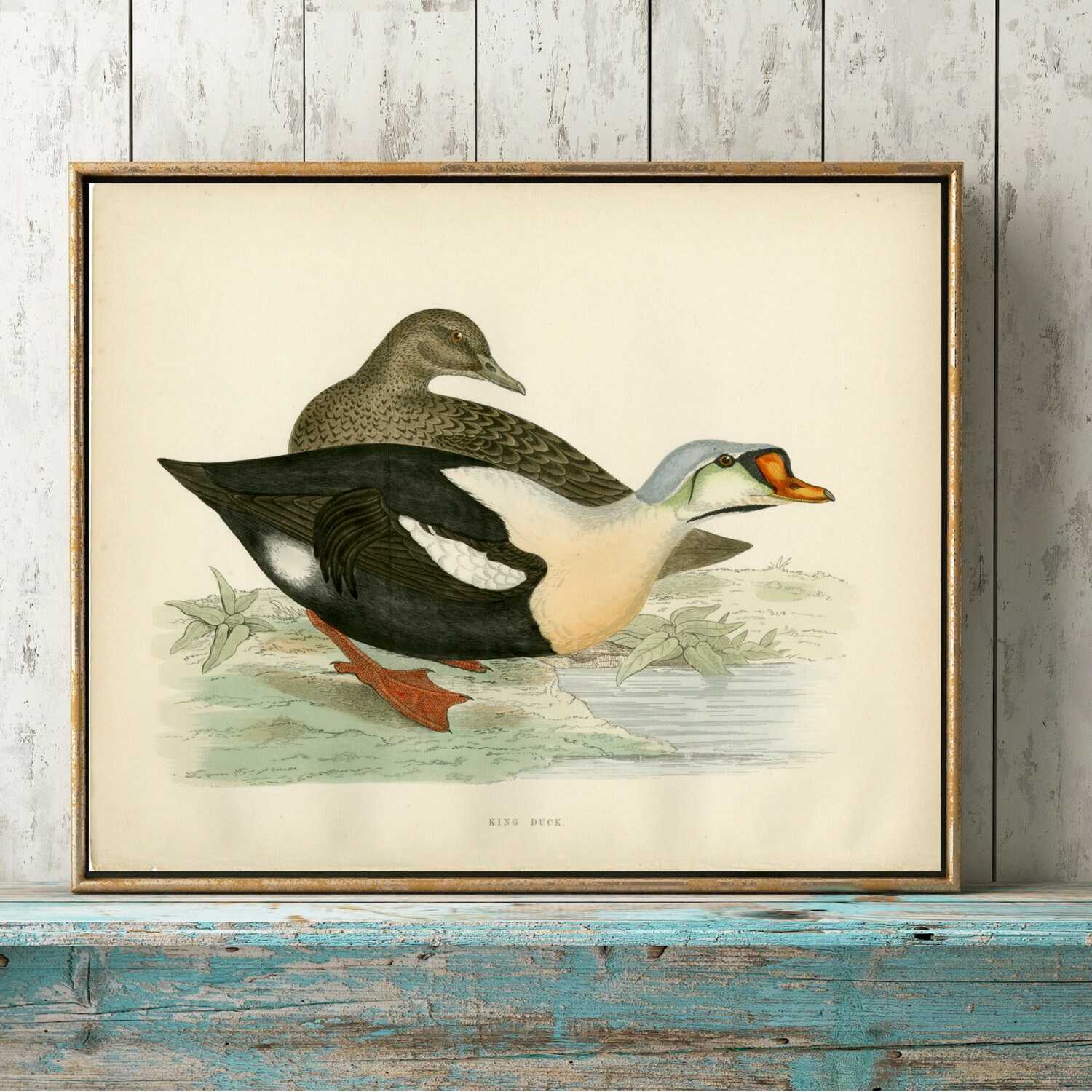 c.1871 King Duck Art Print Antique Duck Wall Art Home Etsy