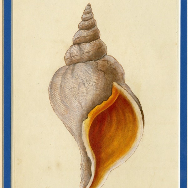 1800 Matted Seashell Print Antique Original Hand Colored Engraving Shore Sand Marine Ocean Sea Shell Beach Nautical Gift Decor Maritime