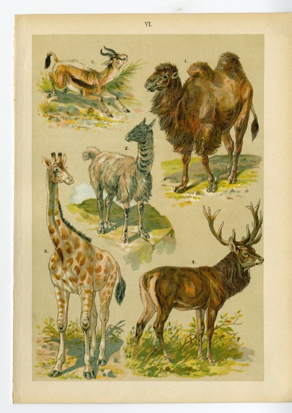 Antique Animals Print C. 1894 by Specht Elk Giraffe Camel Etsy