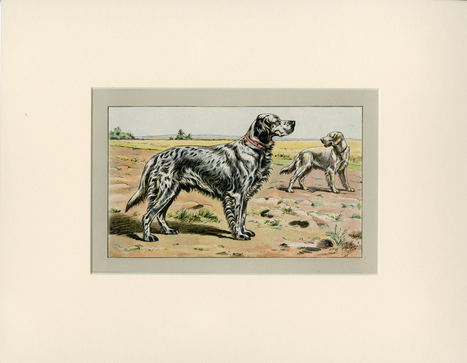 English Setter Wall Art Antique Lithograph C.1907 France