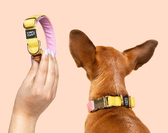 Ombre colourful dog collar • pink orange yellow with gold brass