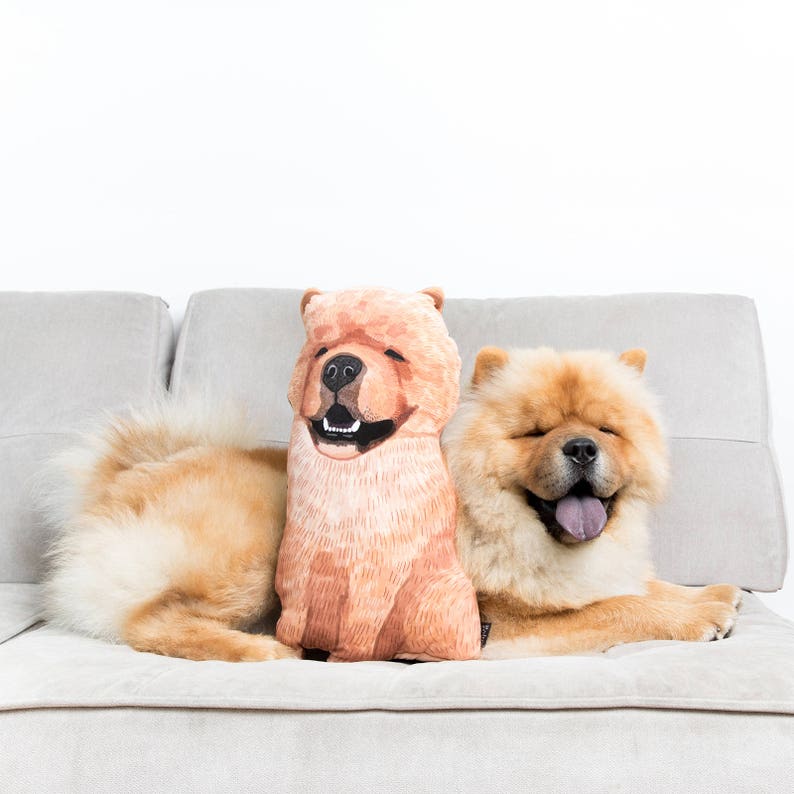 May include: A brown and white Chow Chow dog is sitting on a light gray couch with a plush Chow Chow dog pillow beside it.