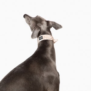 May include: A grey dog with a light-colored collar, looking upwards against a white background. The collar has a wood grain pattern and the text "LUCKY PUPPY". The dog's fur is short and sleek.