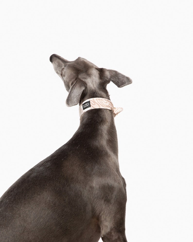 May include: A grey dog with a light-colored collar, looking upwards against a white background. The collar has a wood grain pattern and the text "LUCKY PUPPY". The dog's fur is short and sleek.