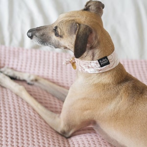May include: A tan dog wearing a light pink collar with a swirling pattern and a small gold tag. The collar has the text "Helen Penny" on a black label. The dog is lying on a pink textured blanket.
