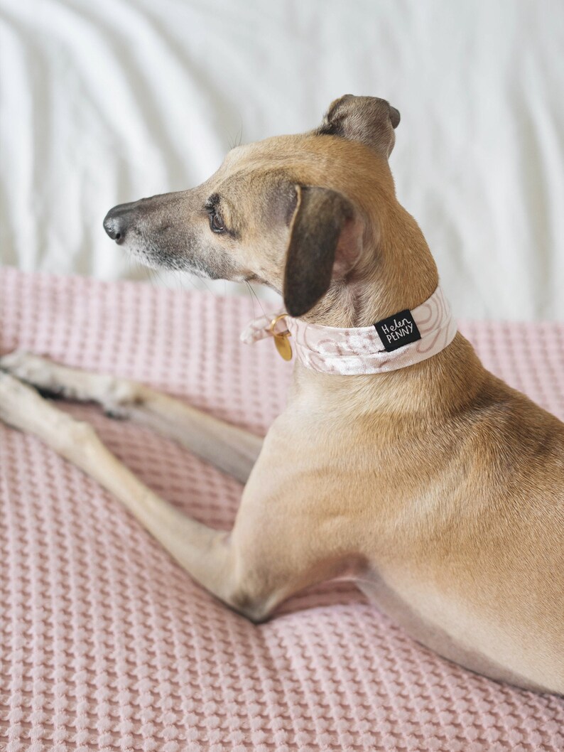 May include: A tan dog wearing a light pink collar with a swirling pattern and a small gold tag. The collar has the text "Helen Penny" on a black label. The dog is lying on a pink textured blanket.