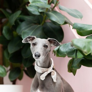 May include: A grey Italian Greyhound dog wearing a patterned neck scarf, posing in front of a large green-leafed plant. The dog has a white patch on its chest and is set against a pink background.