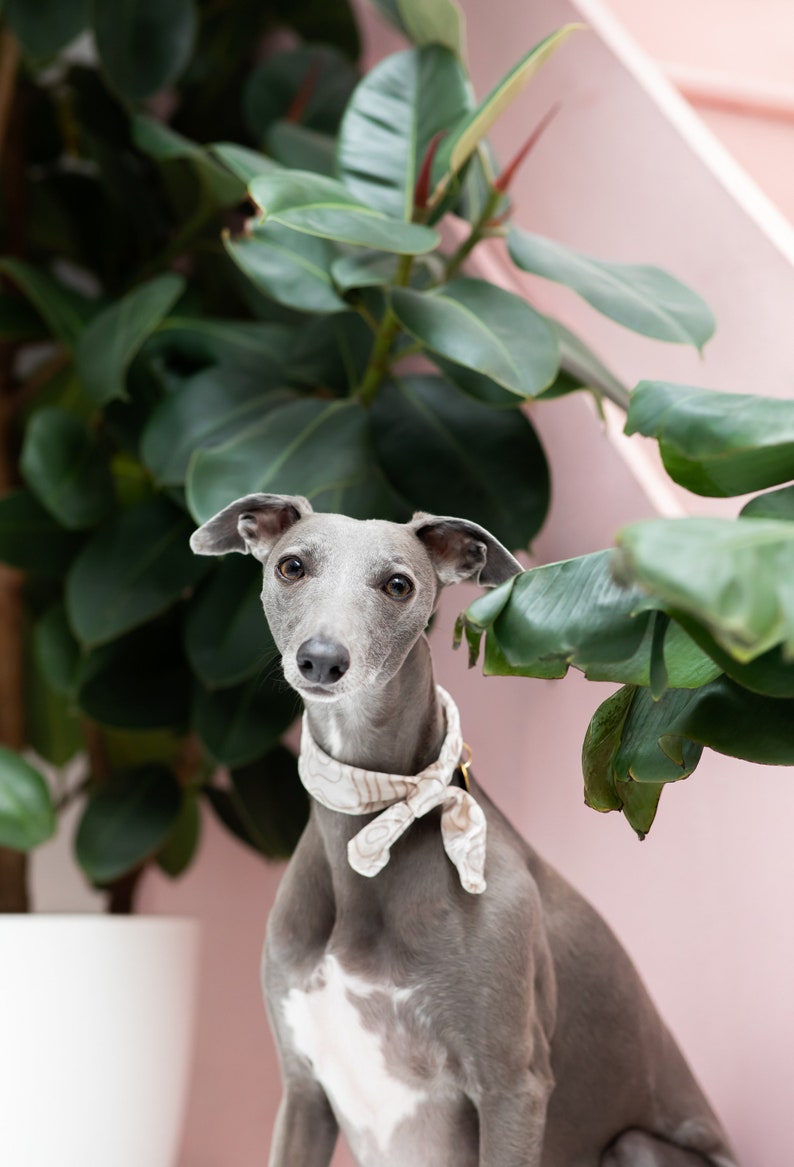 May include: A grey Italian Greyhound dog wearing a patterned neck scarf, posing in front of a large green-leafed plant. The dog has a white patch on its chest and is set against a pink background.