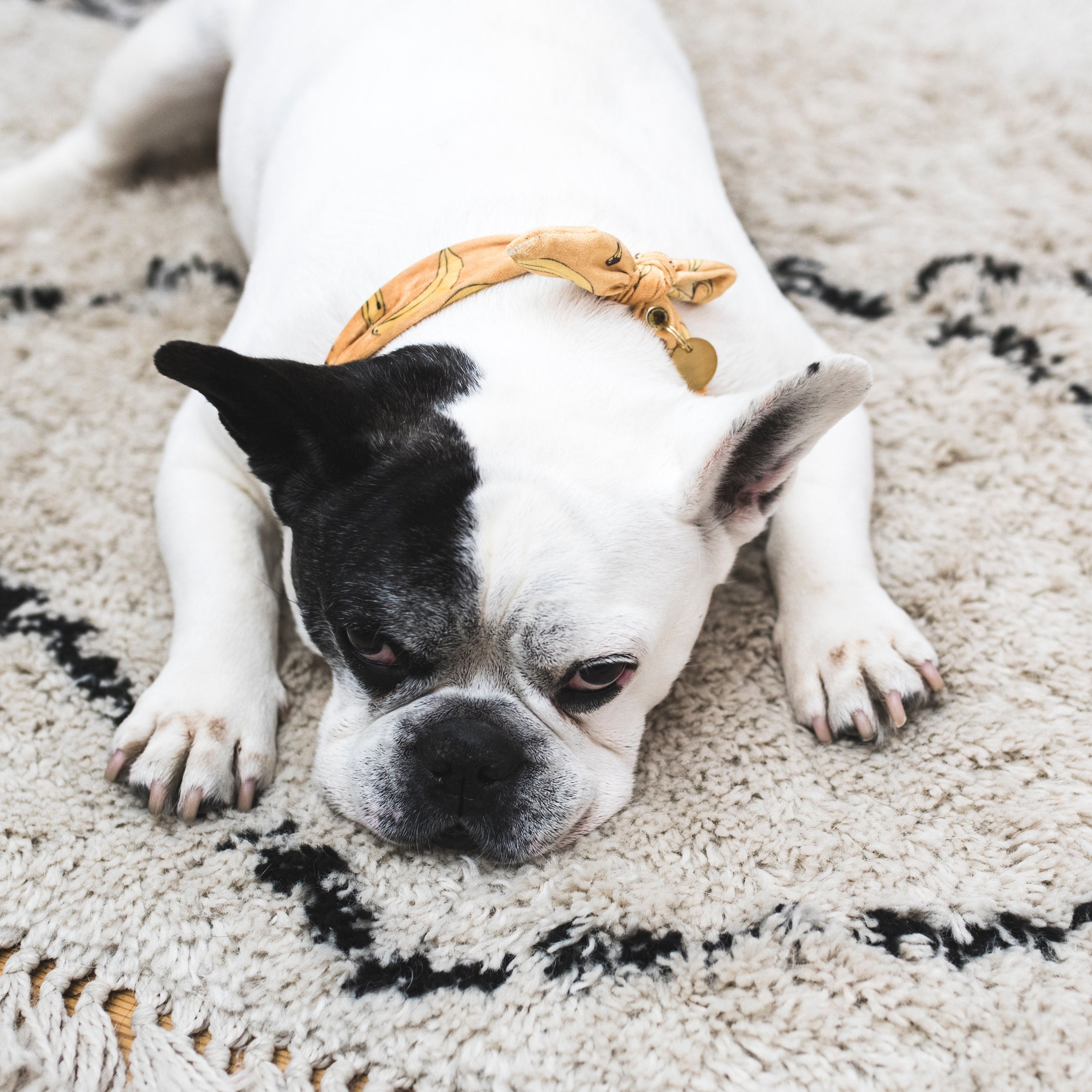 Collier Souple Banane Cravate Pour Chiens Jaune