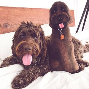 May include: Two brown dogs, one lying down and one sitting up, on a white bed with a wooden headboard. The dog sitting up has a brown leather collar with a tag that says "My Name Is..."