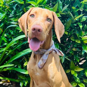 Handmade collar for dogs • soft velvet bandana • peanut mauve print image 9