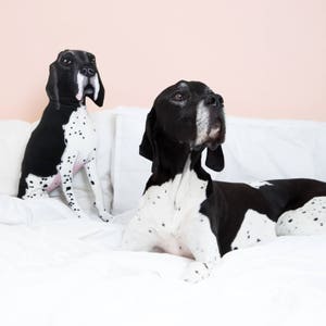 May include: Two black and white pointer dogs on a white bed. One dog is sitting up and the other is lying down.