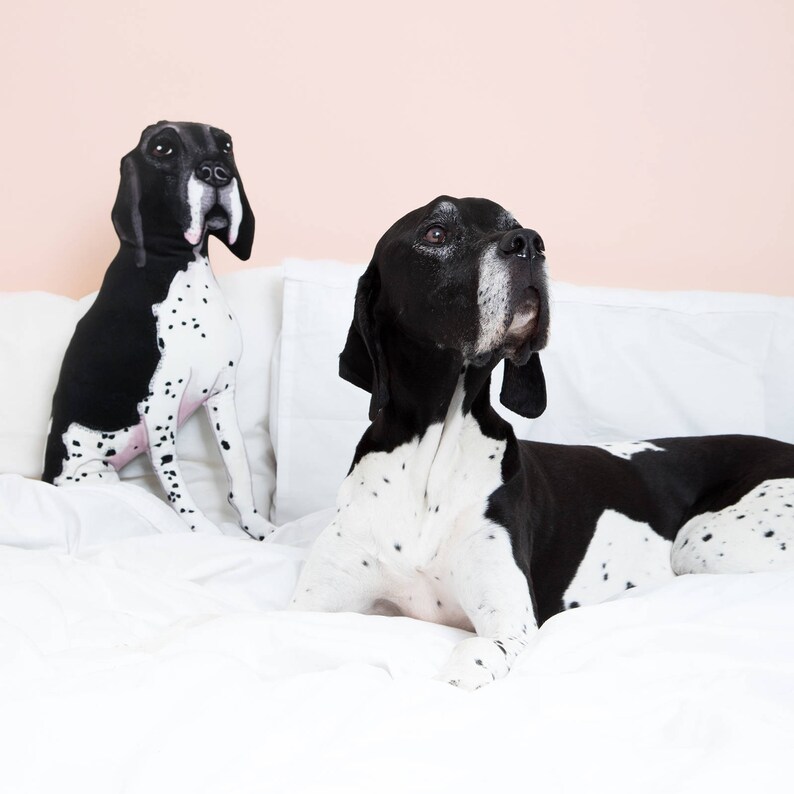 May include: Two black and white pointer dogs on a white bed. One dog is sitting up and the other is lying down.