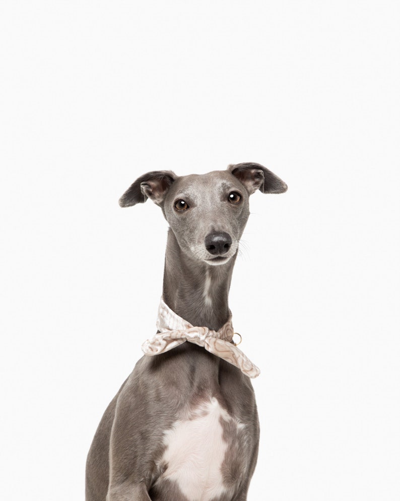 May include: A greyhound dog with a white chest and a patterned bow tie. The dog is looking directly at the camera against a white background. The bow tie has a light beige and white pattern.