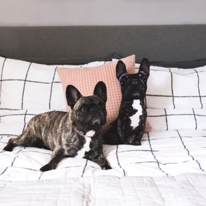 May include: Two French Bulldogs, one a plush toy and the other a real dog, are lying on a white and black checkered bedspread. The real dog is brown and black with a pink collar. The plush toy is black with white markings.