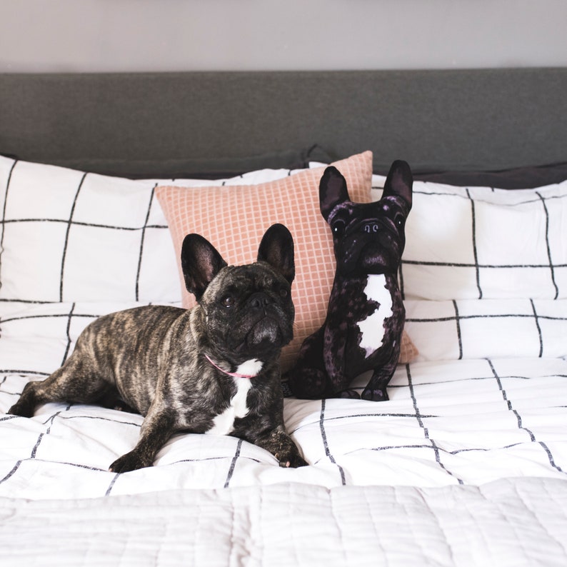 May include: Two French Bulldogs, one a plush toy and the other a real dog, are lying on a white and black checkered bedspread. The real dog is brown and black with a pink collar. The plush toy is black with white markings.