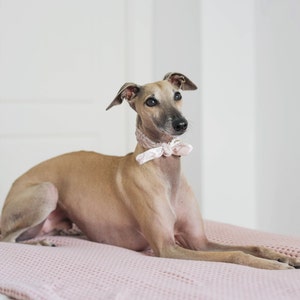 May include: A tan-colored Italian Greyhound dog wearing a pink bow tie, lying on a pink textured blanket. The dog is looking towards the upper right corner of the image. The background is a plain white wall.
