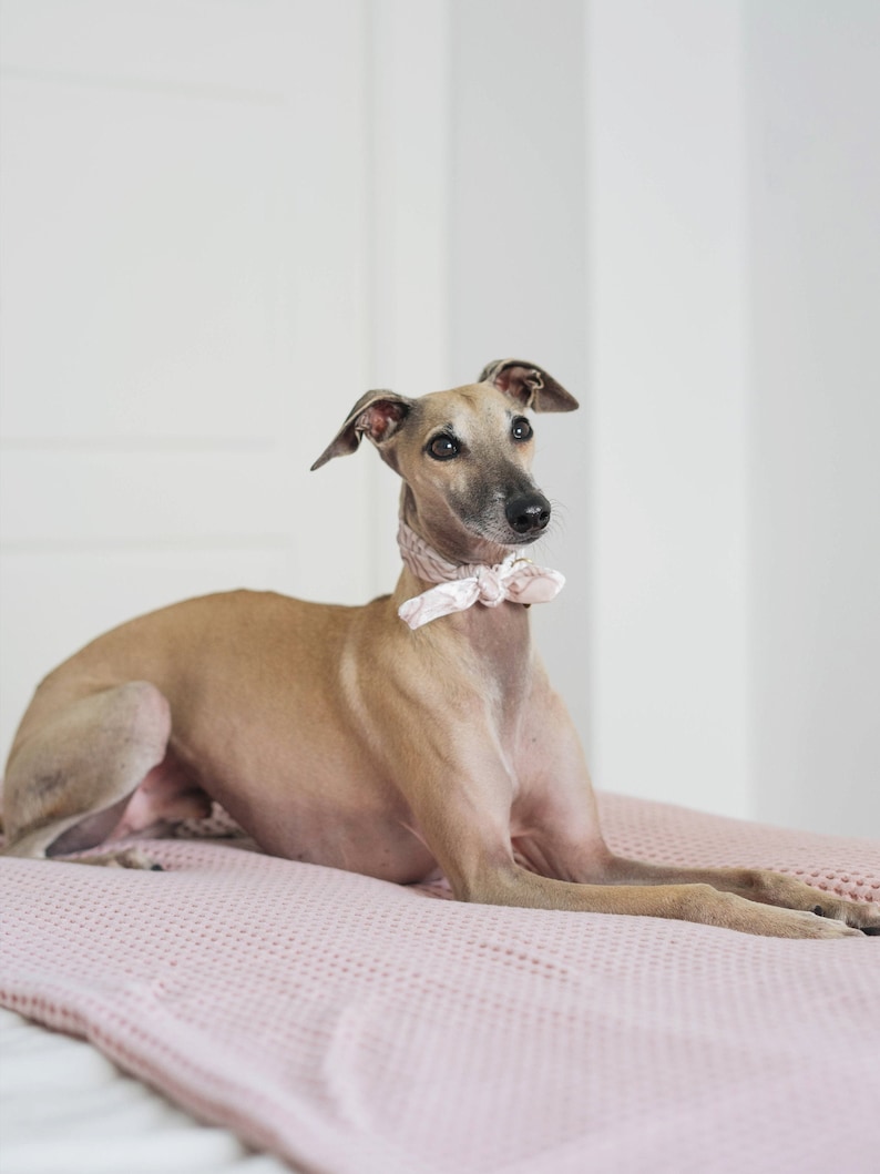 May include: A tan-colored Italian Greyhound dog wearing a pink bow tie, lying on a pink textured blanket. The dog is looking towards the upper right corner of the image. The background is a plain white wall.