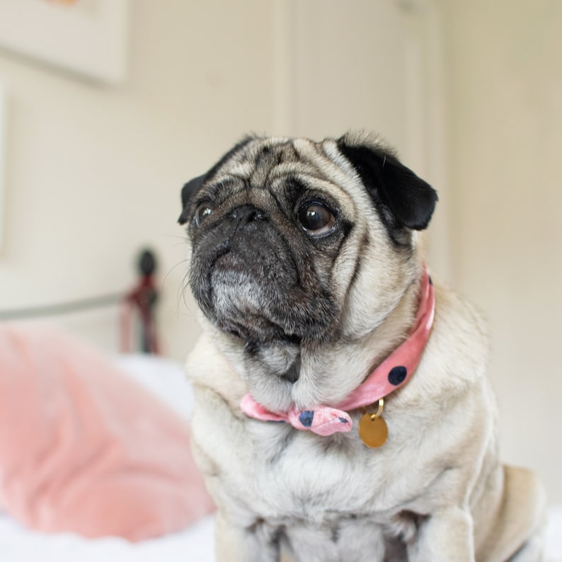 Soft collar \u2022 necktie for dogs \u2022 pink blueberries