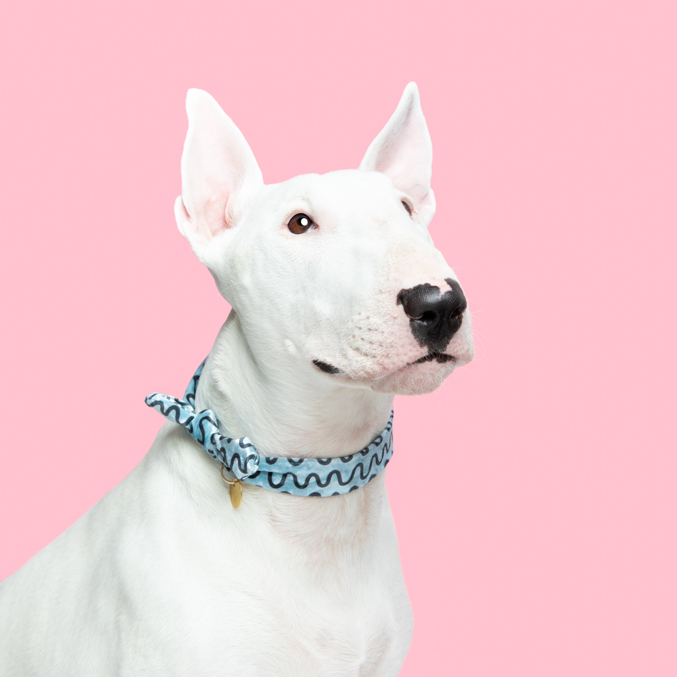 Comfy Blue Dog Collar • Graphic Swirl Pattern Necktie - Etsy