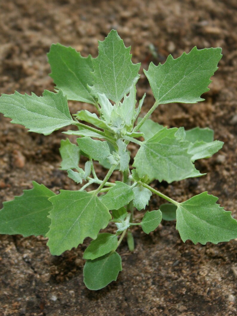 Lambs Quarters 4 Established Plants Etsy