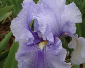 10 Light Purple Bearded Iris "bulbs"