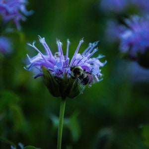 May include: A bee pollinating a purple flower with a green stem. The flower has a fuzzy texture and is in focus. The background is blurred and green.
