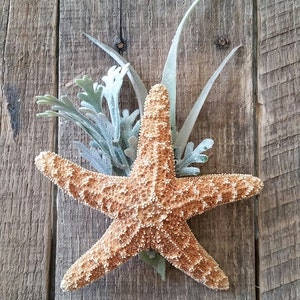May include: A light brown starfish with a textured surface is displayed against a rustic wooden background. The starfish is surrounded by green and white foliage.