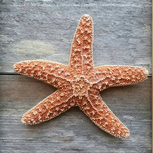 May include: A five-pointed starfish with a textured surface and a reddish-brown hue. The starfish is covered in small white spots and rests on a weathered, gray wooden surface. A natural, nautical theme.