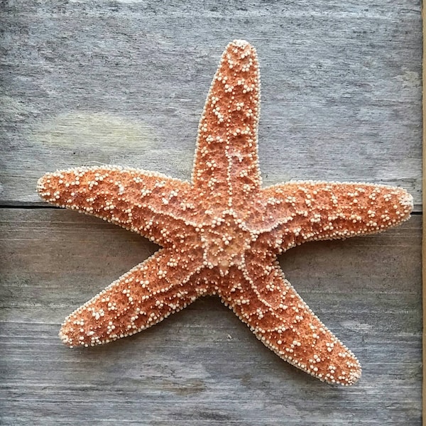 Single Starfish Boutonniere