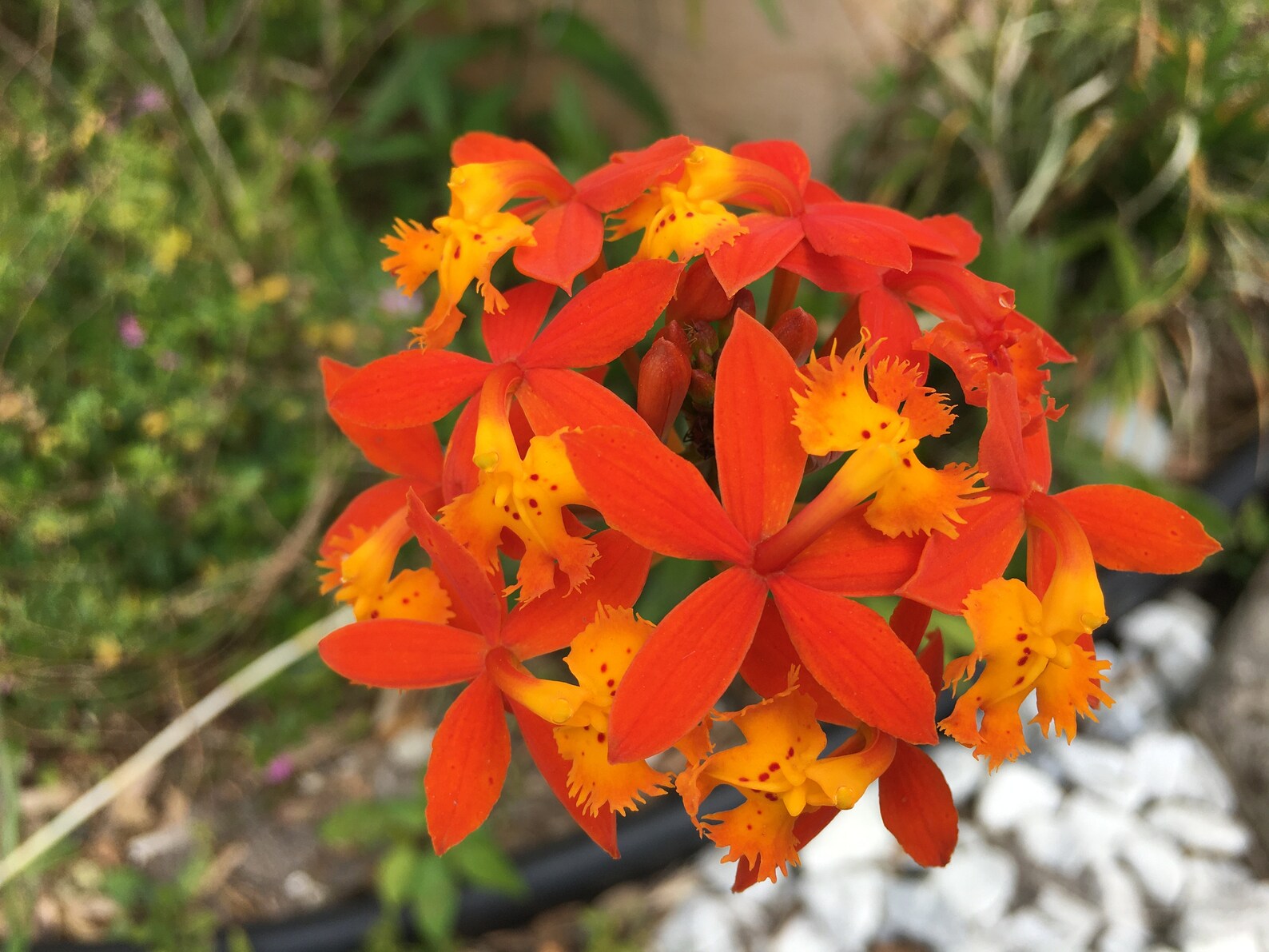 Epidendrum Orchid Orange Etsy