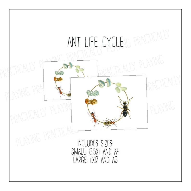 Ant Life Cycle Poster Pack Etsy