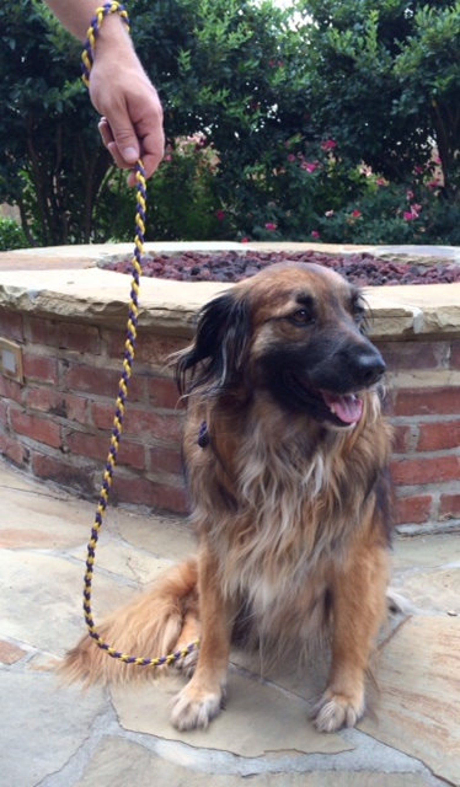 Custom Dog Collar & Leash Combo Etsy