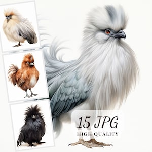 Silkie Chicken Clipart, Farm Birds Clipart, 15 illustrations de haute qualité, fabrication de papier numérique, planificateur numérique, téléchargement numérique