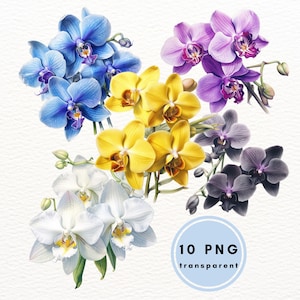 Clipart de orquídeas de várias cores, 10 PNG de alta qualidade, download digital, confecção de cartões, convites, papel digital, recortes florais de scrapbooking