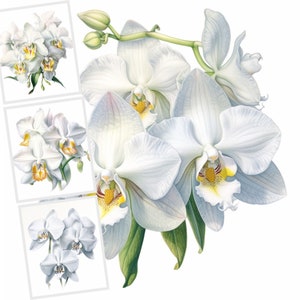 Weiße Orchidee Clipart, Clipart-Bundle, weiße exotische Blumen, Pritable Floral digitaler Download, moderne Blumen, tropische Hochzeit Clip Art