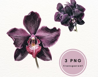 Black Orchid Watercolor Clipart, Floral PNG Bundle (Commercial Use)