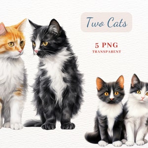 Dois gatos clipart, PNG clipart pacote de 5 imagens PNG de alta qualidade para fazer cartões, mídia mista, design de canecas, diário de lixo, colagens