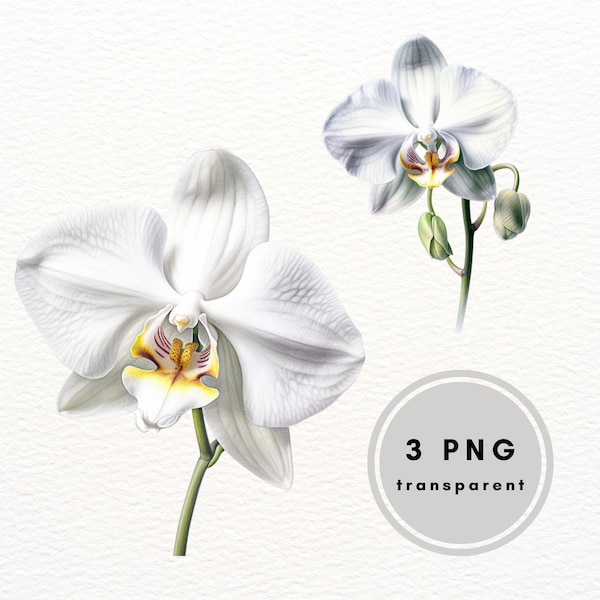 Orchidée blanche aquarelle Clipart, fleurs tropicales Clip Art, PNG Clipart Bundle, faire-part de mariage floral, usage Commercial, chemise Sublimation