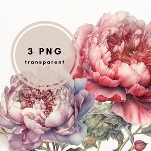 Watercolor Pink Peonies Clipart, Peonies Bouquet, PNG Clipart Bundle, 3 High Quality Images, Pink Flowers, Junk Journal, Digital Download