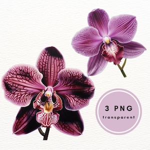Lila Orchidee Aquarell Clipart, Phalaenopsis, tropische Blumen Clip Art, PNG Clipart Bundle, Blumen Hochzeitseinladung, kommerzielle Nutzung