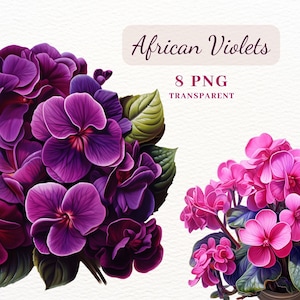 Clipart di viole africane, pacchetto di clipart di fiori, pacchetto di 8 clipart PNG, clipart di viola del pensiero, immagini clipart floreali per la creazione di cartoline, sublimazione