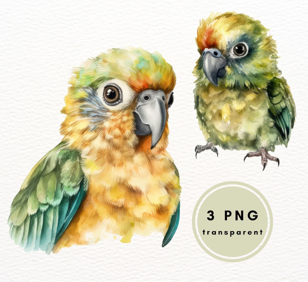 Green Parrot Clip Art, Clip Art Bundle, PNG Cli Art, Wall Decor, Parrot